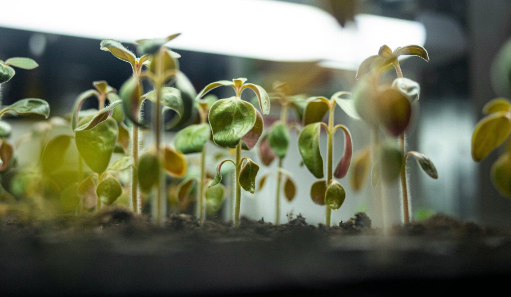 sprouting greens